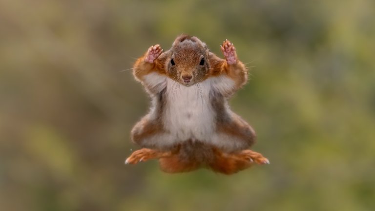 Най-смешните снимки на животни за 2025 г.