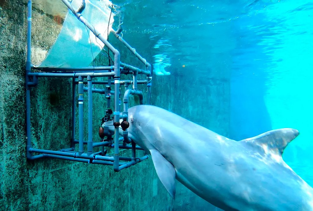 dolly-dolphin