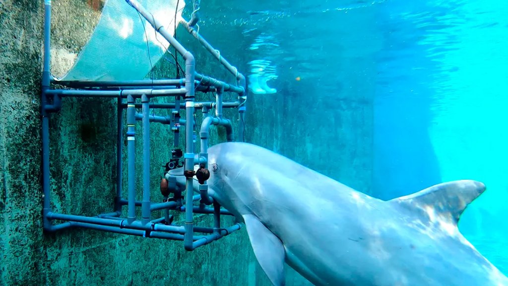 dolly-dolphin