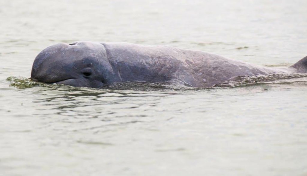 Irrawaddy_dolphin-Orcaella_brevirostris_by_2eight