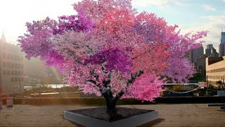 tree