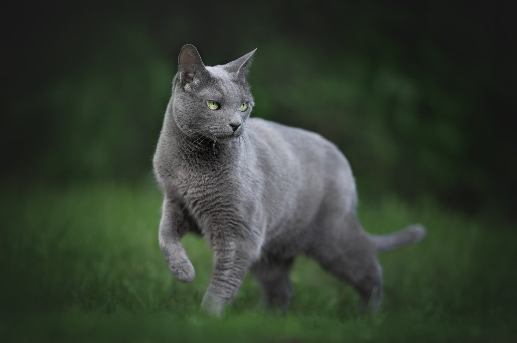 Руска синя коткаРуската синя котка е рядък аристократ в котешкото семейство. Като такъв обича хубавия и спокоен живот, който пък ѝ носи и дълголетие – живее до 17, а понякога и до 20 години. Породата се разбира чудесно и с деца, с които да расте заедно.