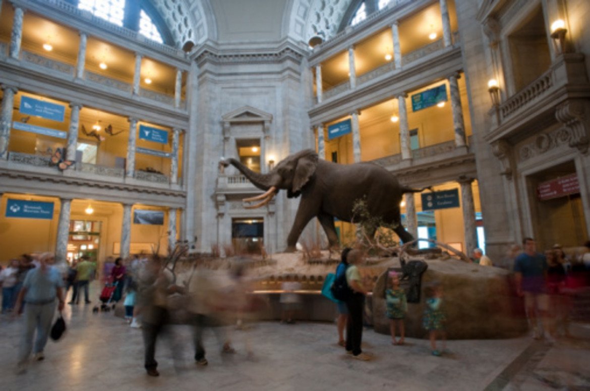 4. Национален музей по естествена история, Вашингтон, САЩ