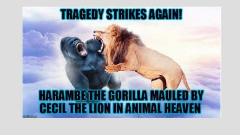 Духът на Харамбе броди из интернет