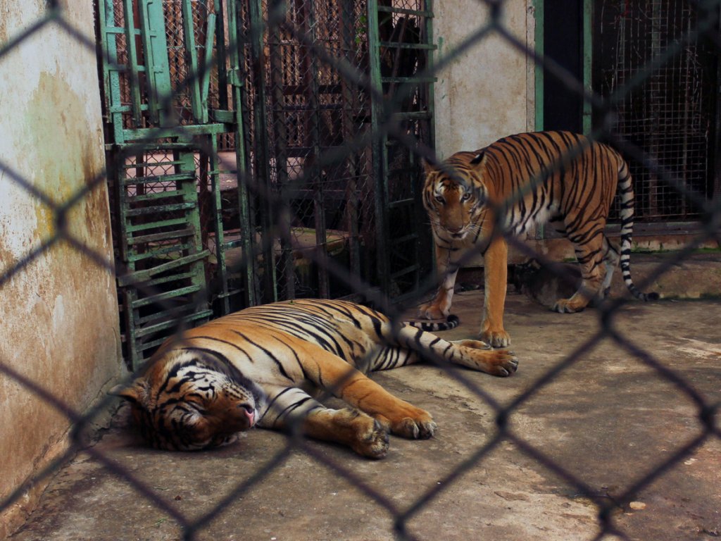 Couple of tigers in captivity