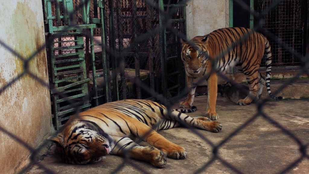 Couple of tigers in captivity