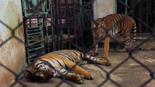 Couple of tigers in captivity