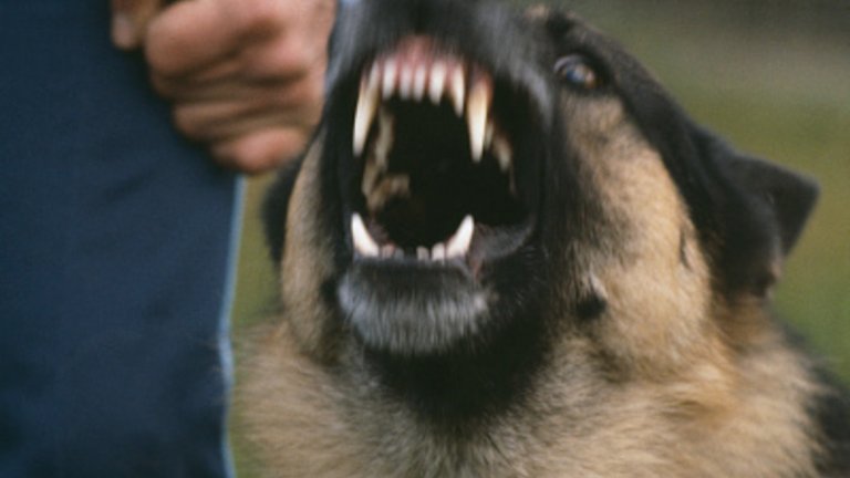 Собственичката има още два ротвайлера и немска овчарка