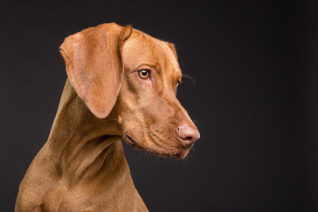 dog-3277417_1920
