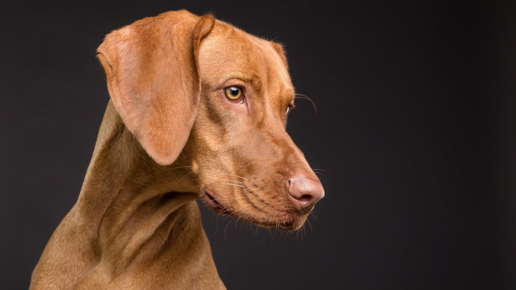 dog-3277417_1920