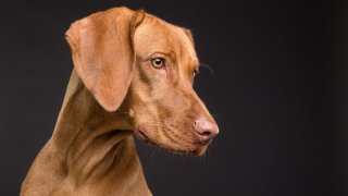 dog-3277417_1920