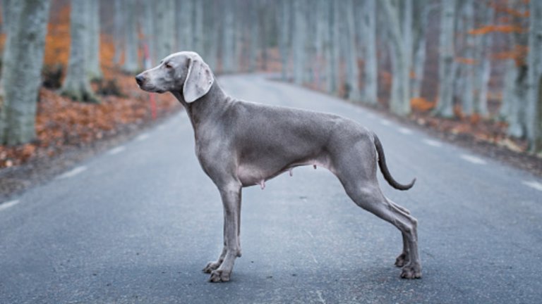 Ваймаранерът е много стара европейска порода и е прекрасно полицейско и ловно куче