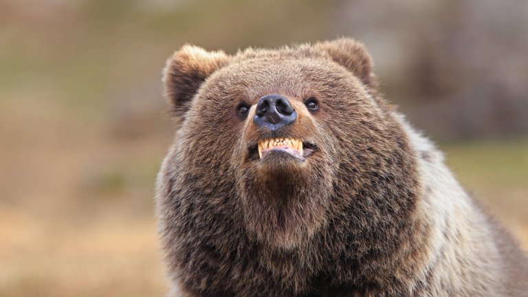 Най-смешните снимки на животни за 2025 г.