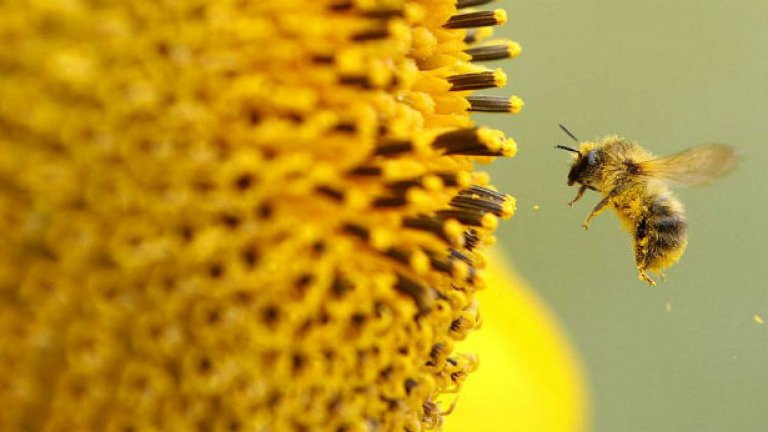 Европа разполага само с две трети от пчелните колонии, от които се нуждае