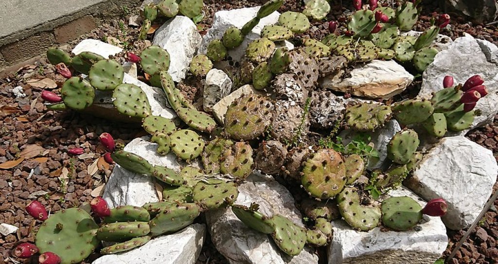 Обикновен кактус, опунция (Opuntia humifusa)