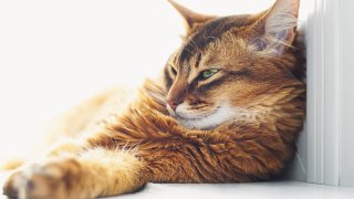 Всъщност да, но не с уста