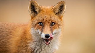 Животното е пътувало на кораб от Саутхемптън до Ню Йорк (снимката е илюстративна)