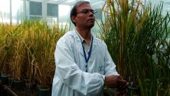 Американски и китайски учени разработват техника за повишаване на реколтите на фона на екологична криза