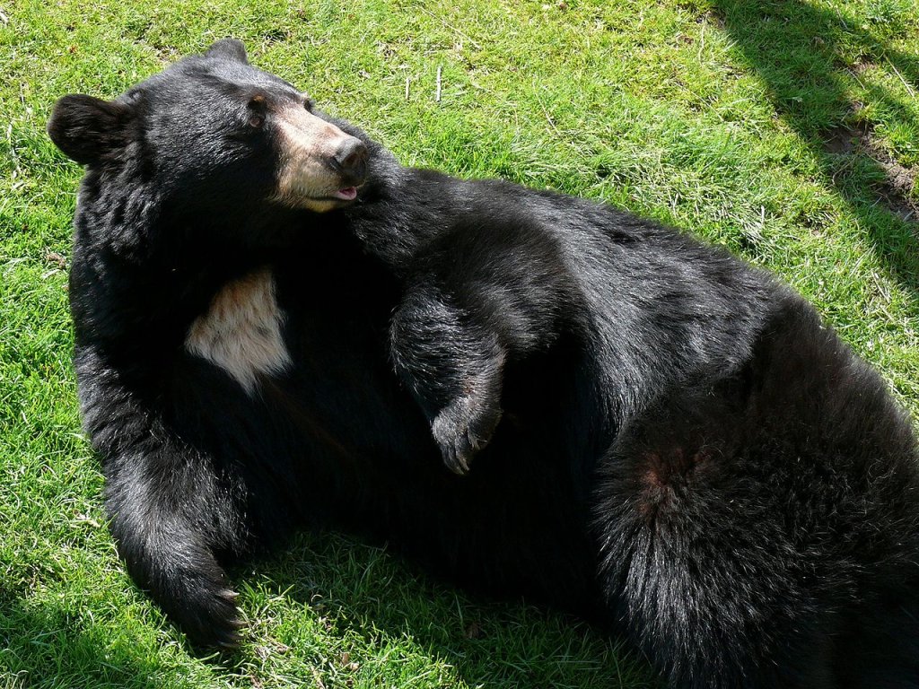 1280px-Black_Bear-27527
