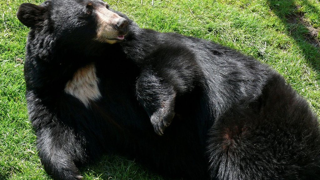 1280px-Black_Bear-27527