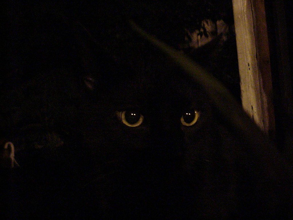 1024px-Black_cat_in_the_dark