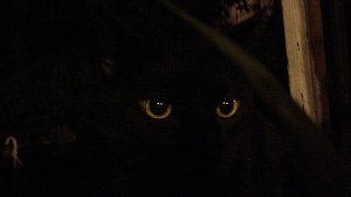 1024px-Black_cat_in_the_dark