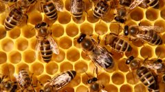 Пчеларите отправят 12 искания към земеделското министерство