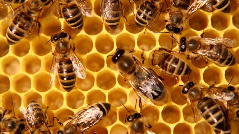 Освен ползите върху здравето, медът не се разваля