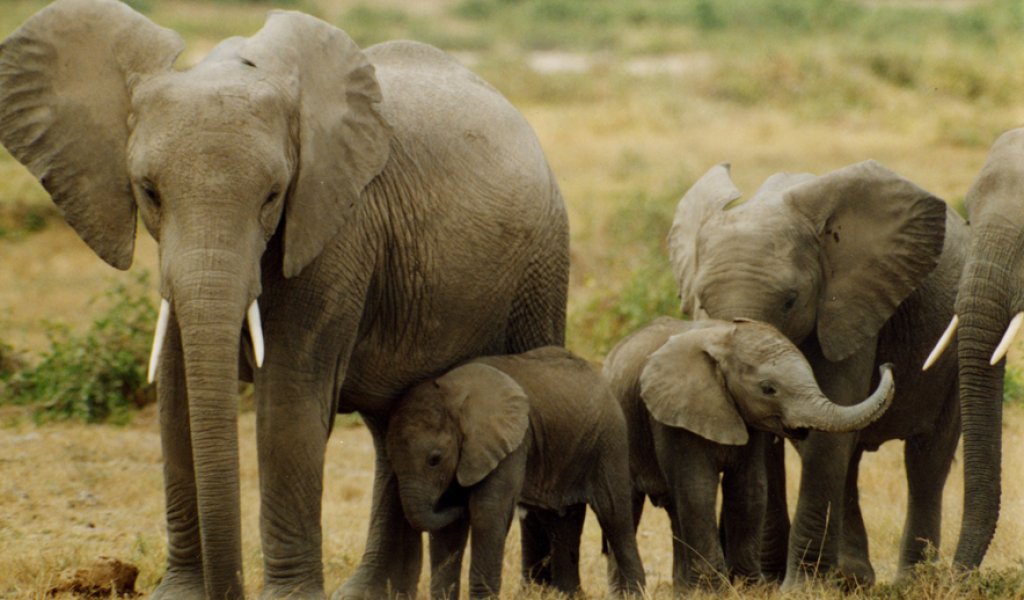 elephants_Peter Knights