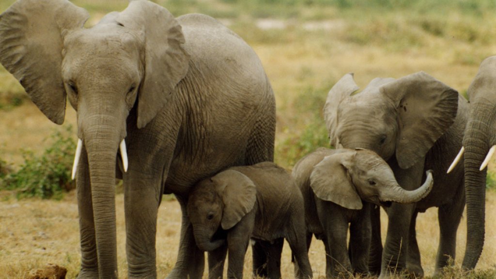 elephants_Peter Knights