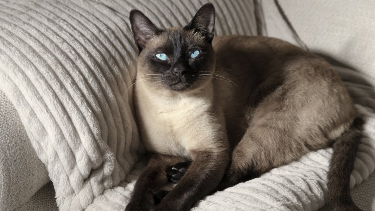 Сиамска коткаСиамските котки са особено своенравна и ревнива порода котки. Те може и да толерират присъствието на друга котка, но на куче в дома им – много трудно. Внимавайте, защото сиамките биха могли да станат ревниви и заради малки деца и бебета.