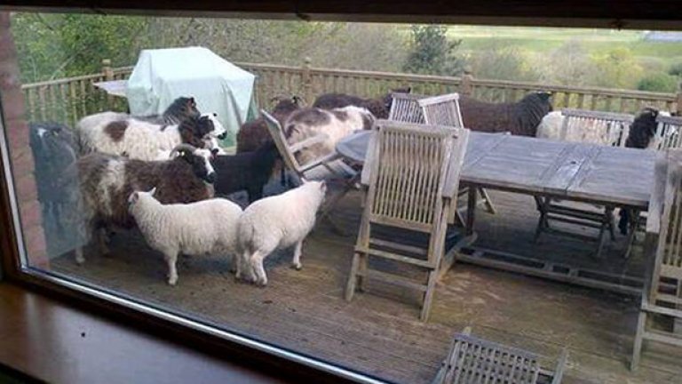 Домашните любимци на Ашли Уилямс