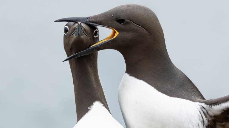 Най-смешните снимки на животни за 2025 г.