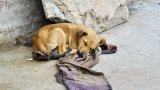 Популацията на улични кучета в Турция обаче вече възлиза на около 4 милиона животни