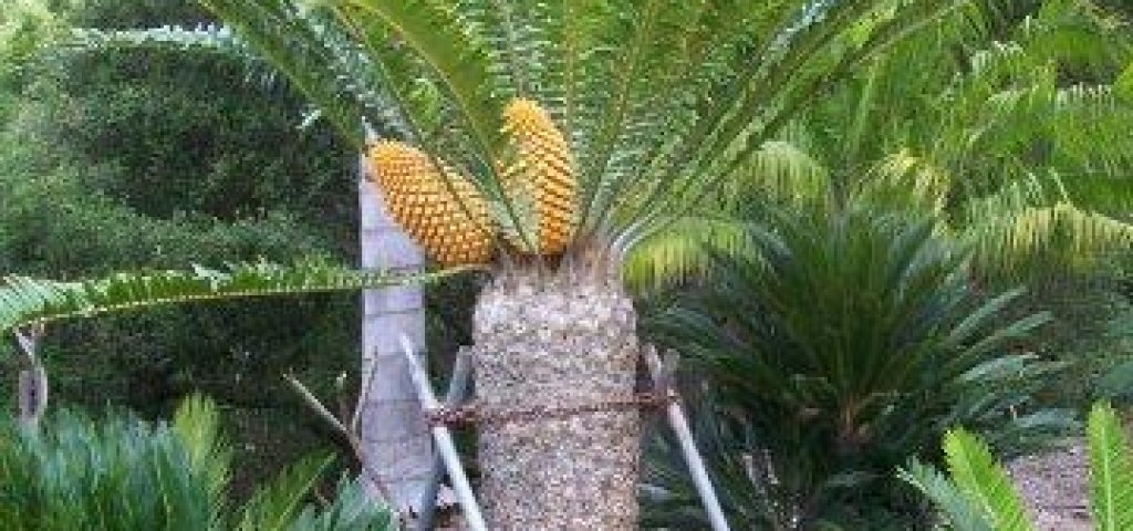 Encephalartos_natalensis_x_woodii_Female