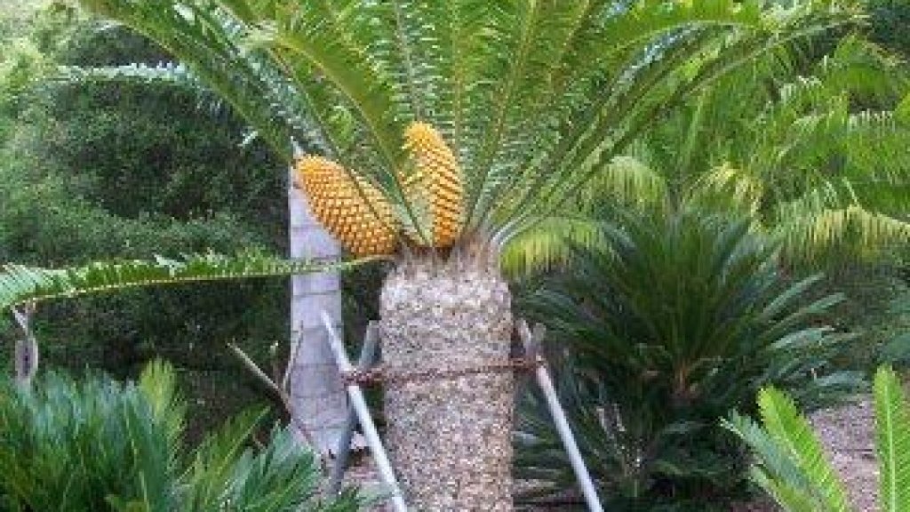 Encephalartos_natalensis_x_woodii_Female