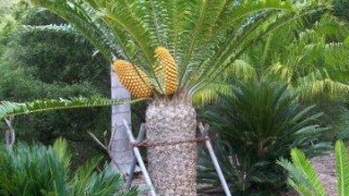 Encephalartos_natalensis_x_woodii_Female