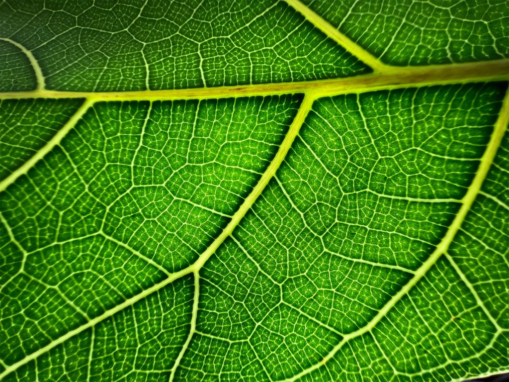 Пример за макро снимане с iPhone 13 Pro и Pro Max.