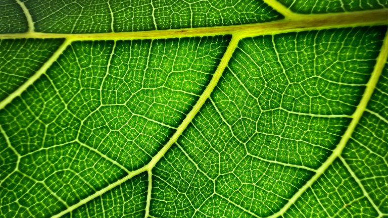 Пример за макро снимане с iPhone 13 Pro и Pro Max.