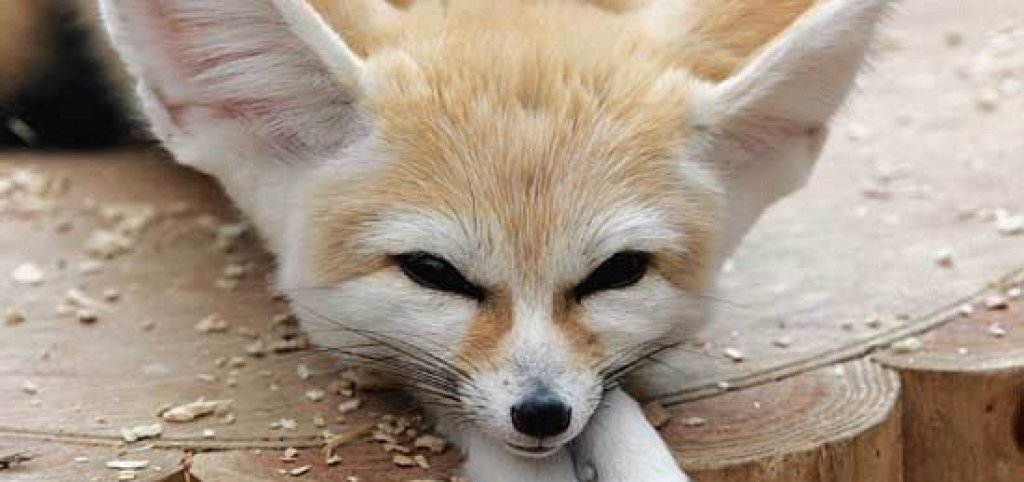Fennec_Fox