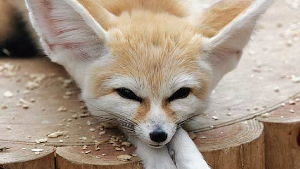 Fennec_Fox