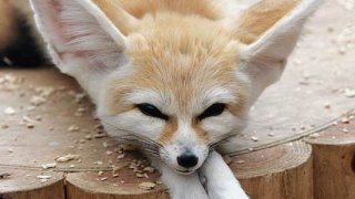 Fennec_Fox