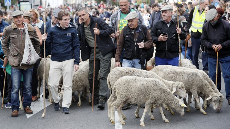 Странната традиция, заради която центърът на Мадрид беше блокиран от хиляди овце (снимки)