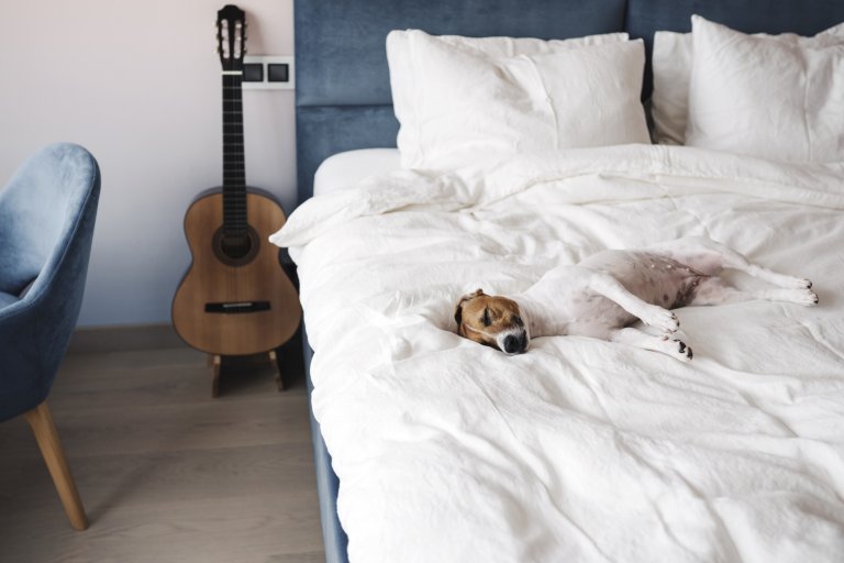Ако пускате домашния любимец в леглото, това изисква и по-често пране на чаршафите.