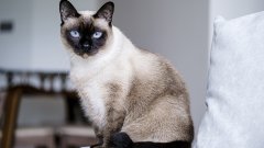 Те в никакъв случай няма да изтърпят куче в дома си: