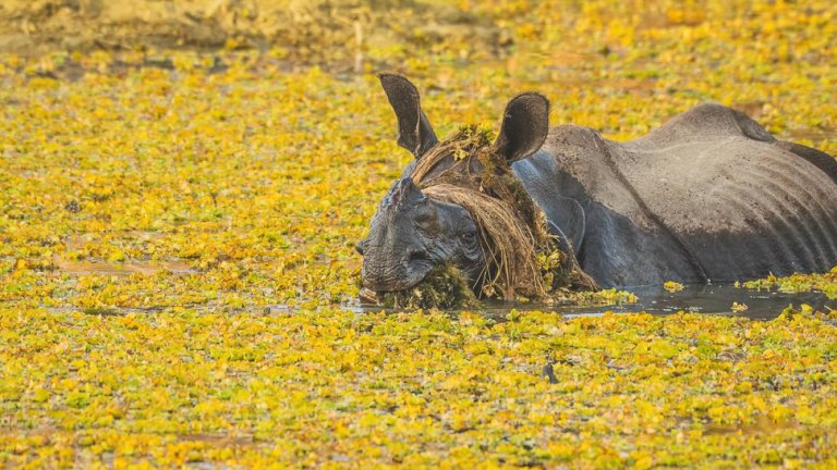 Най-смешните снимки на животни за 2025 г.