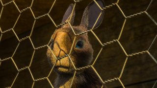 watership down