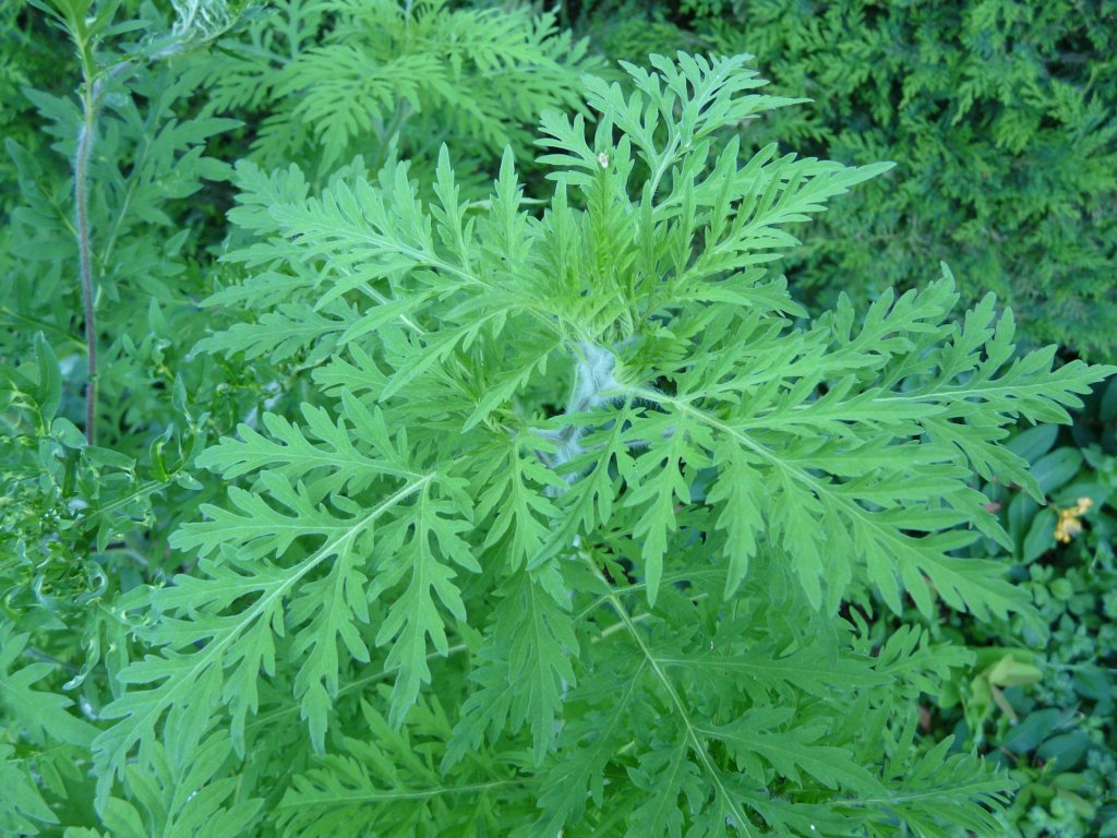 Пелинолистна амброзия (Ambrosia artemisiifolia)