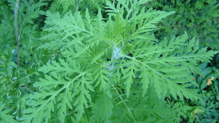 Пелинолистна амброзия (Ambrosia artemisiifolia)