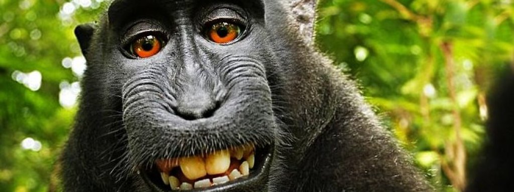 monkey selfie